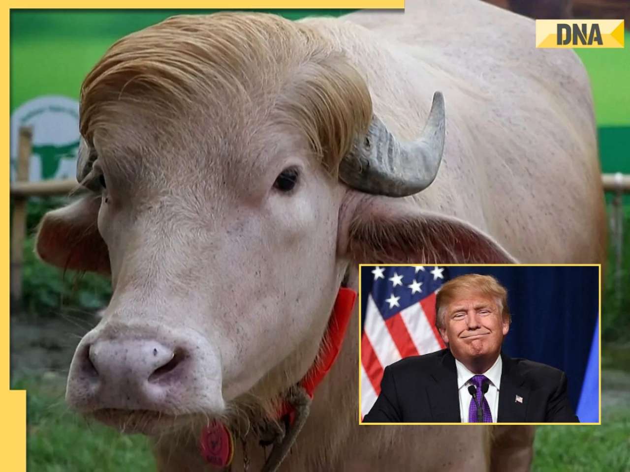 Viral ‘Donald Trump’ buffalo from Bangladesh, sold for sacrifice ahead of Eid al-Adha