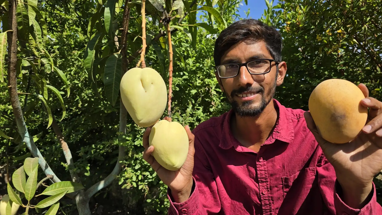 लाइव मैंगो म्यूजियम, गुजरात
