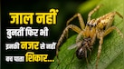 मेघालय में मिली 'हंटर स्पाइडर', जो जाल बुनने की जगह तेज नजर और बिजली जैसी फुर्ती से करती है शिकार