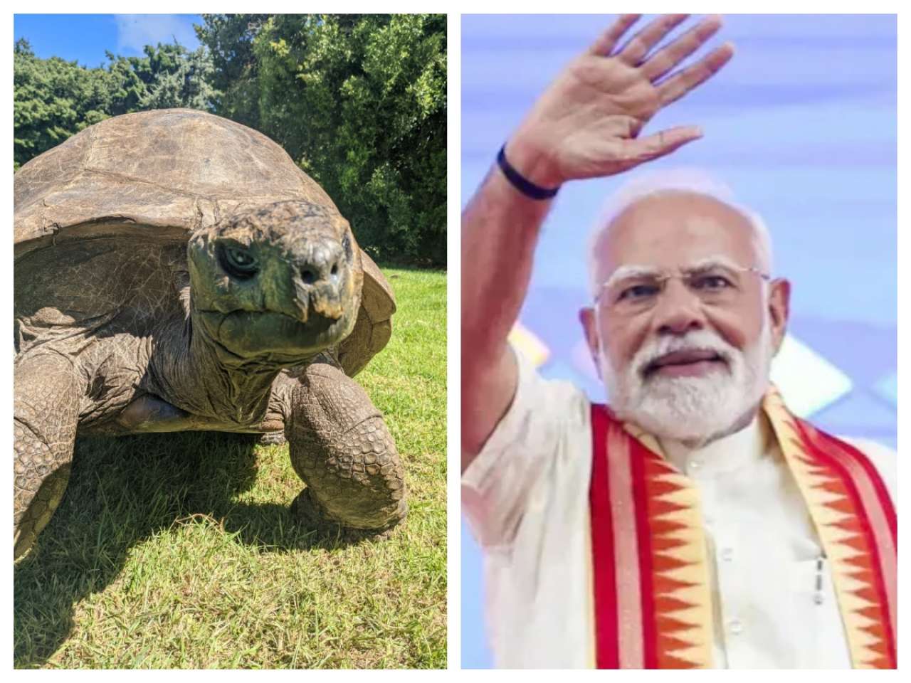 Who is Jonathan? PM Modi to meet world’s oldest living land animal during Seychelles visit