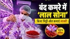 बिना खेत के कमरे में उगाएं ये फूल, बाजार में इसके धागे बिकेंगे 3 लाख रुपये प्रति किलो; जानिए फार्मिंग का पूरा तरीका