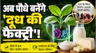 अब गाय-भैंस नहीं पौधे बनाएंगे दूध वाला प्रोटीन, वैज्ञानिकों की नई खोज बदल देगी डेयरी की दुनिया
