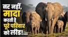नेचर के सबसे फेमिनिस्ट जानवर से मिलिए, उम्रदराज मादा के हाथ में होती है पूरे झुंड की कमान