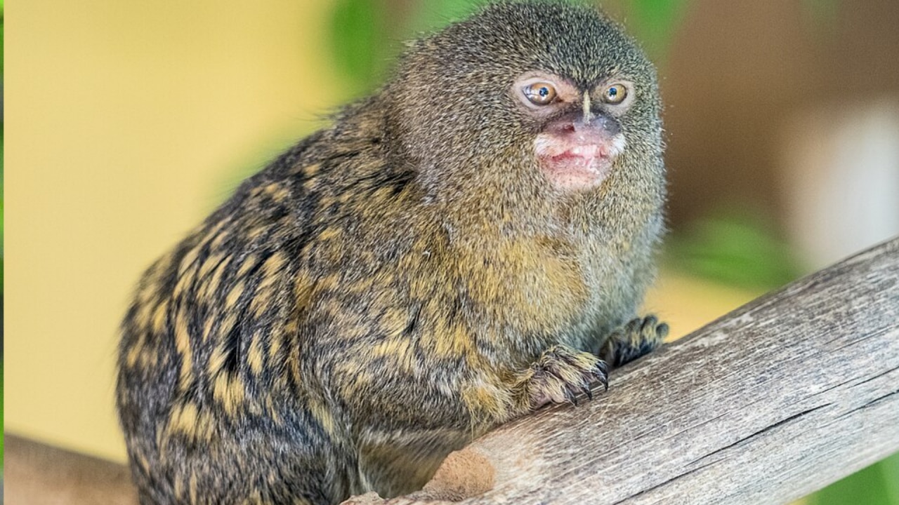  100 से 125 ग्राम के बीच होता है Pygmy marmoset का वजन