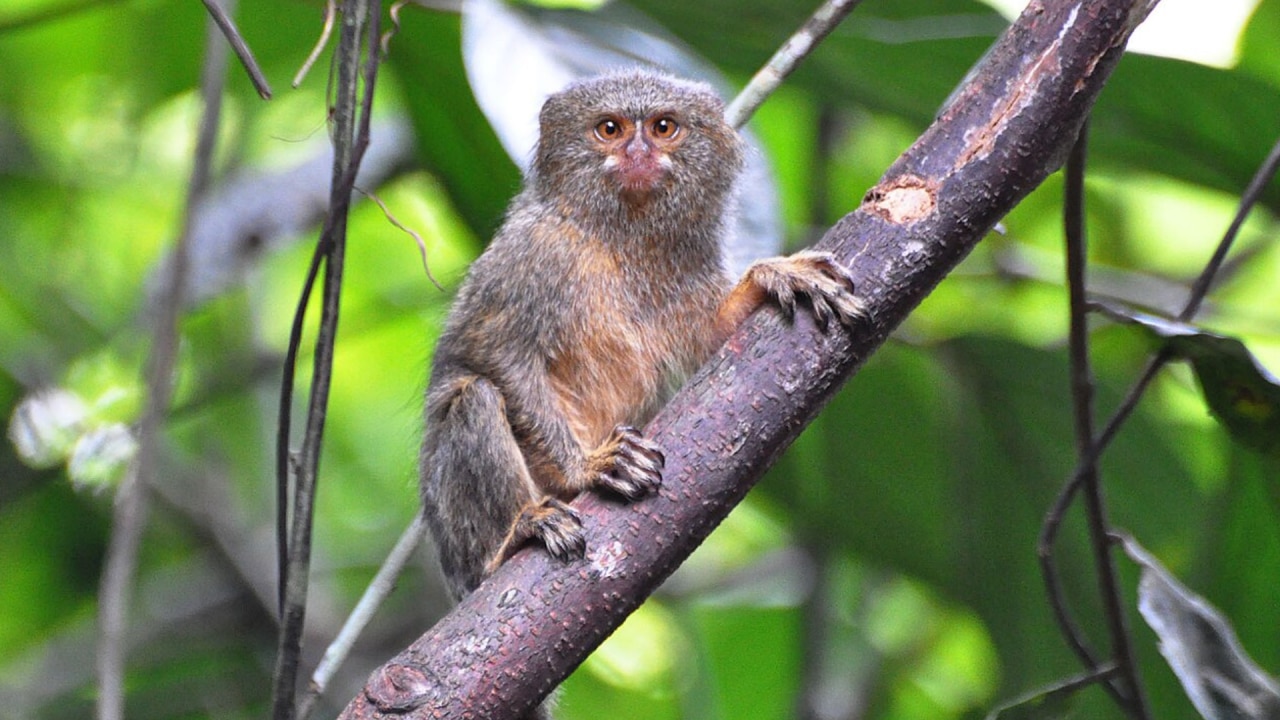 Pygmy marmoset की शारीरिक संरचना कैसी होती है?