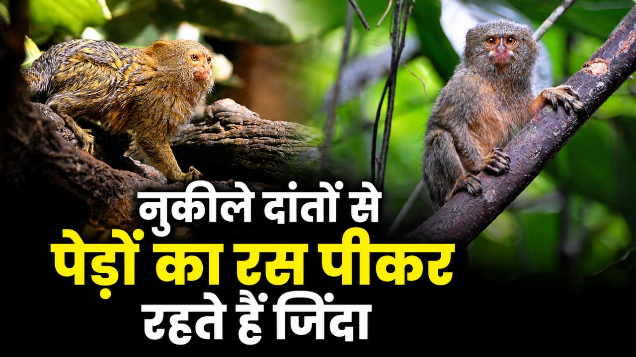 वजन सिर्फ 100 ग्राम और 16 फीट की छलांग... दुनिया के सबसे छोटे बंदर Pygmy marmoset से मिलिए