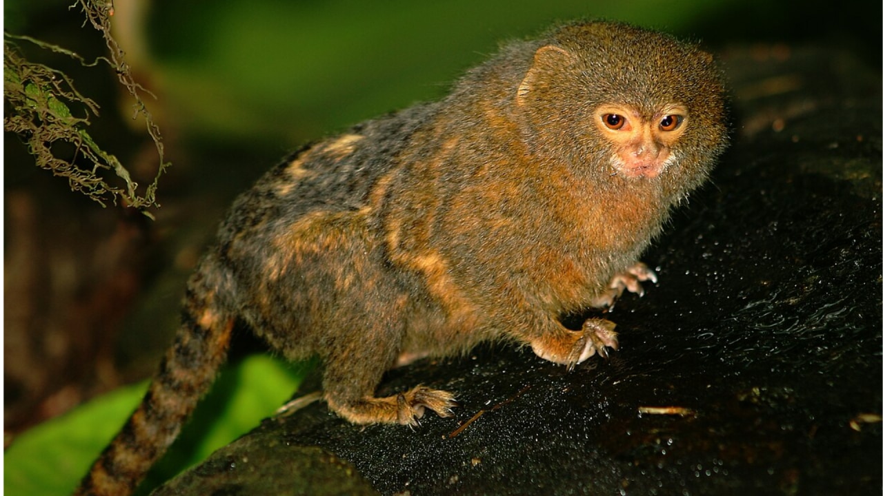 Pygmy marmoset का आहार क्या है?