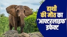 मौत के आठ साल बाद भी मिट्टी से नहीं मिटता हाथियों का वजूद, वो राज जिसने वैज्ञानिकों को भी किया हैरान 