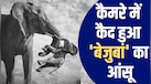 मां नहीं थी फिर भी ढोती रही मरे हुए बच्चे की लाश... वाइल्डलाइफ फोटोग्राफी ऑफ द ईयर 2026 की वो कहानी जो दिल दहला देगी!