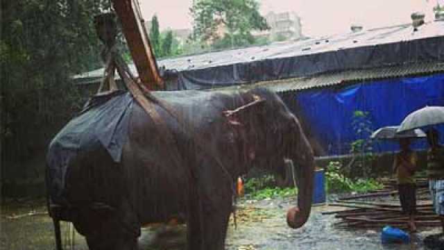 Ailing elephant Bijlee is dead