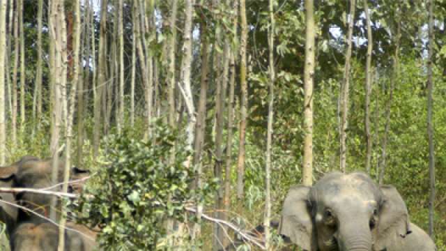 West Bengal girl killed by elephant, police suspect country liquor ...