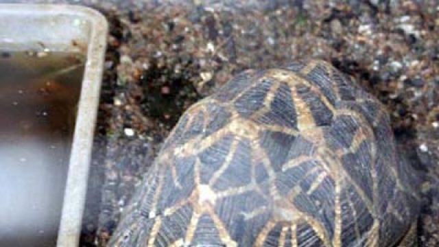 275 tortoises seized from train in Bihar