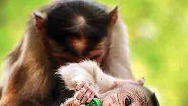 Monkey calls more sophisticated than commonly believed