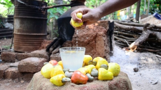 Feni Should Be Promoted As Medicinal Brew King Momo Sardinha