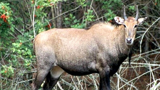 Maharashtra government wants nilgai, wild boar to be declared vermin
