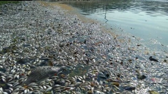 Bengaluru: Thousands Of Dead Fish Washed Ashore On Ulsoor Lake