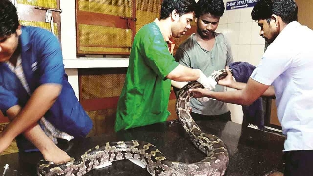 Thane: 7-foot-long Python recovering from a fatal accident