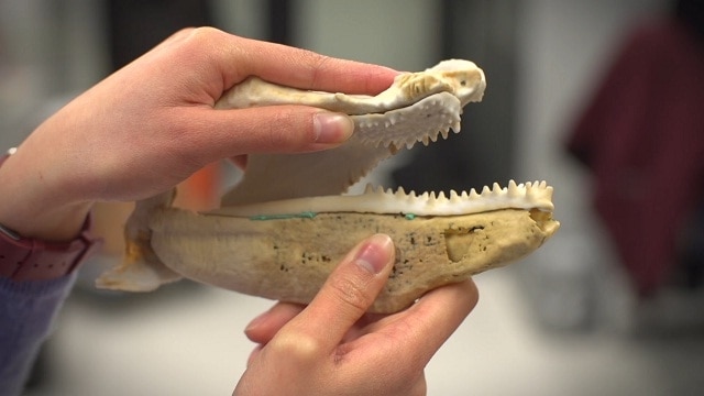 3d-printed-fish-fossil-may-unveil-origin-of-human-teeth