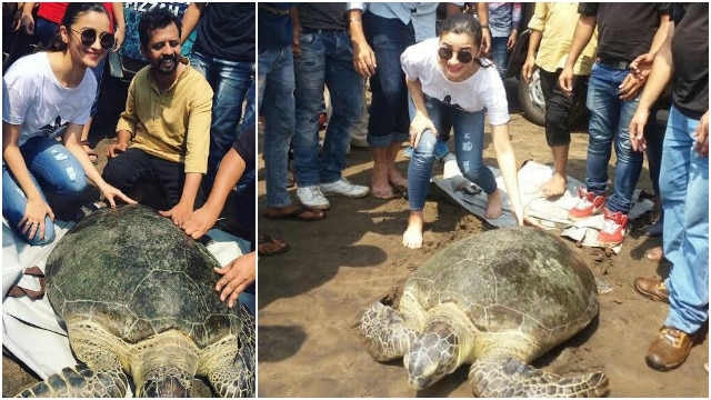 Alia Bhatt releases a 30 year old sea turtle 'Queen' at Dahanu!