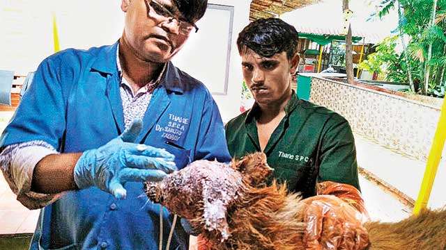 NGO rescues stray dog with 60% burns NGO rescues stray dog with 60% burns