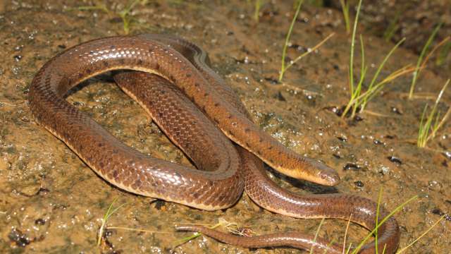 A new species of non-venomous aquatic snake- Aquatic Rhabdops dicovered in  Western Ghats