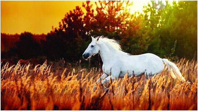 Dreaming Of A Horse