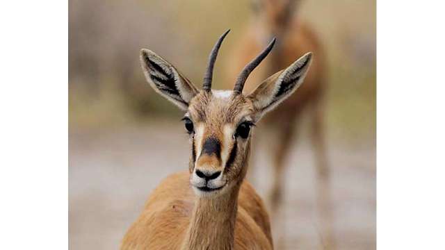 Rajasthan: Deadly heat kills chinkara & laughing dove Rajasthan: Deadly heat kills chinkara & laughing dove