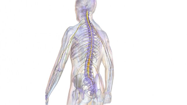 Spinal Cord Spinal Cord