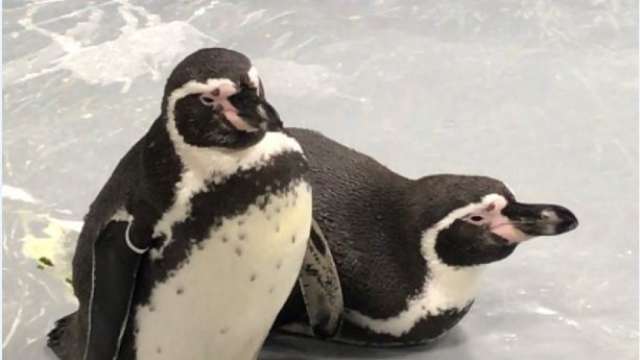 The proud parents Flipper and Molt