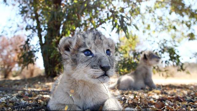 lion cubs