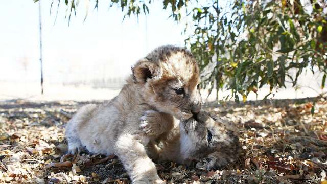 lion cubs