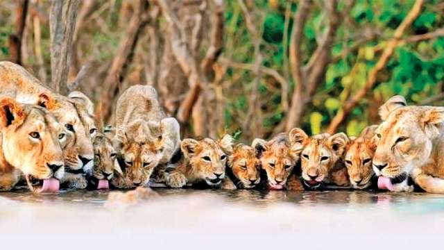Lions Lions