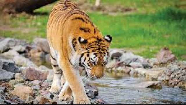 Tiger_File photo Tiger_File photo