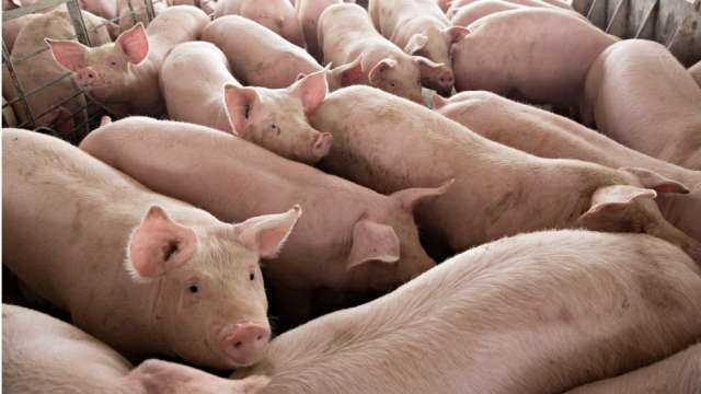 (Picture for Representation) 