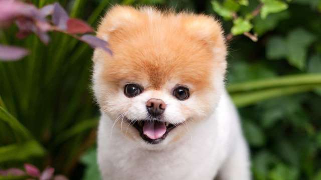 Fans Of World S Cutest Dog Boo Devastated After He Pes Away Fans Of World S Cutest Dog Boo