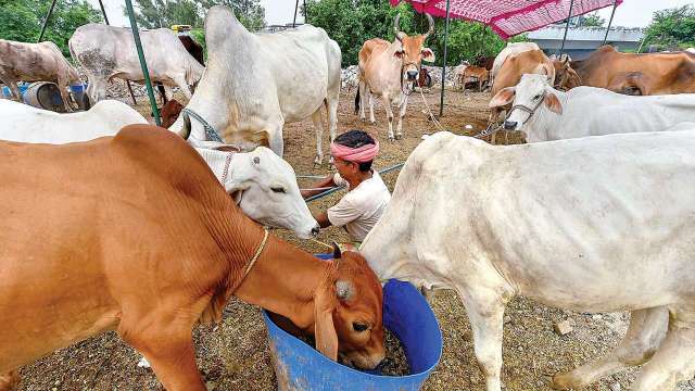 Madhya Pradesh to get 1000 cow sheds for housing 1 lakh cows