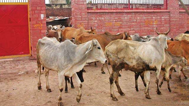 11 Persons Arrested For Trying To Smuggle Cattle To West Bengal