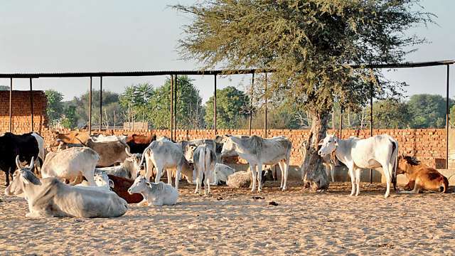 Hingonia cows taking last breath, yet again!