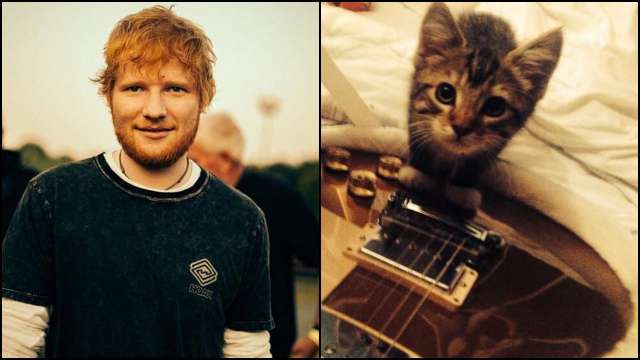 ed sheeran cat shirt