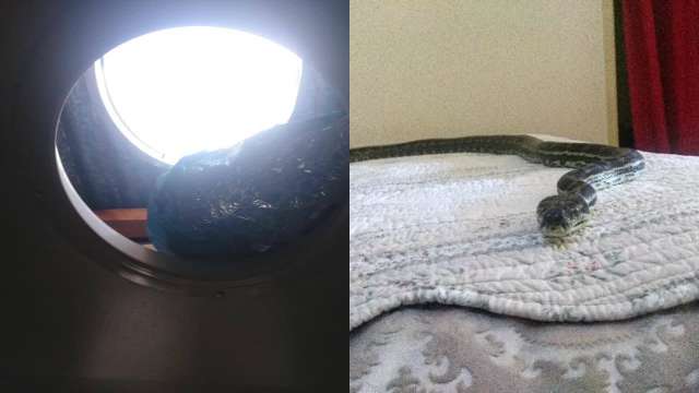 These images of Python 'relaxing' on bed after falling from ceiling in ...