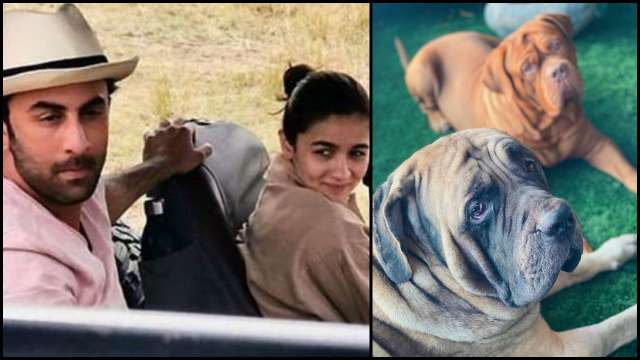 Alia Dog Gal Vidoe Xxx - Ranbir Kapoor-Alia Bhatt take pet dog Lionel for walk under coronavirus  lockdown, video goes viral