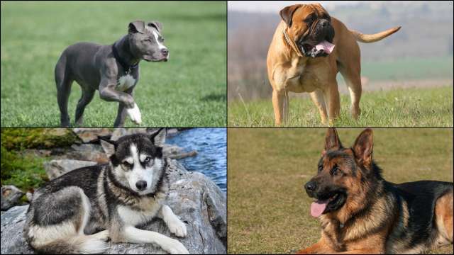 which is the most aggressive dog