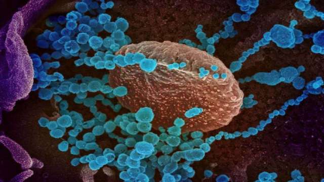 Dna Explainer What Is Disease X And How Is It Going To Impact World