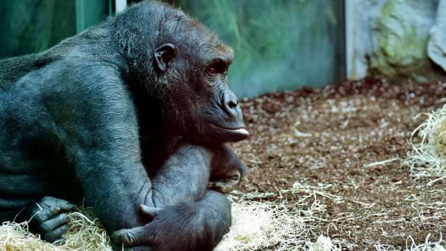 After humans, Delta variant of COVID-19 hits gorillas in US zoo