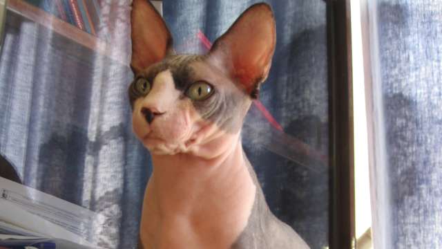 Shocking! Woman allegedly caught breastfeeding cat on a plane - Vimarsana News