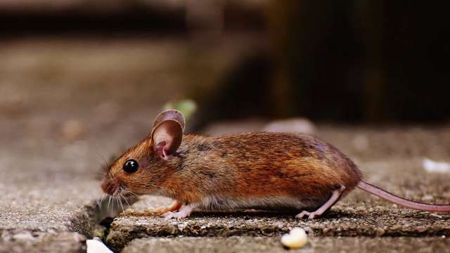 Did Omicron variant of COVID-19 evolve in rats? - Vimarsana News