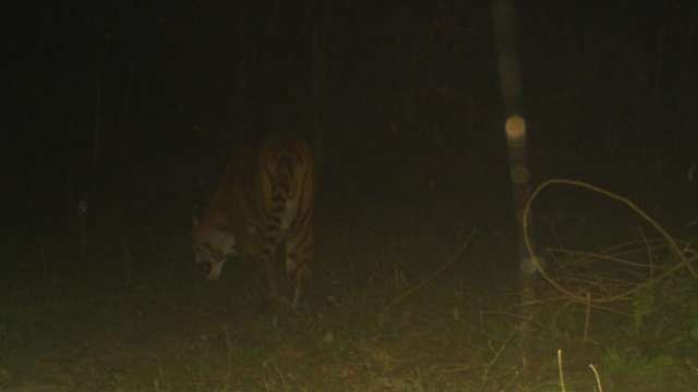 Good news! Royal Bengal tiger spotted at East Damanpur forest range - Vimarsana News