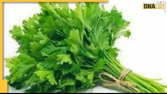 Health Tips: धनिया पत्ता सेहत के लिए है बहुत उपयोगी, जान लें इसके 5 बड़े फायदे