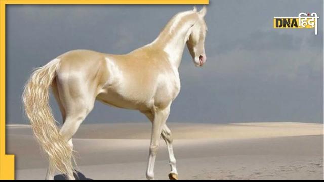 Akhal teke