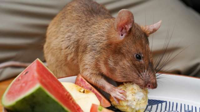 Landmine-sniffing 'hero' rat Magawa from Cambodia dies at 8, in retirement - Vimarsana News